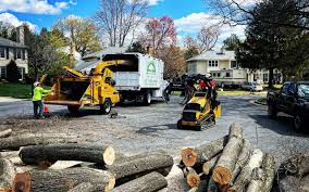 How Our Tree Care Process Works  in  Stony Brook University, NY