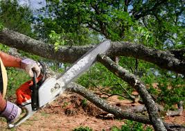 Best Tree Trimming and Pruning  in Sto Brook University, NY