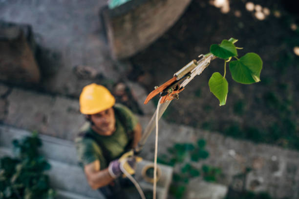 Tree and Shrub Care in Stony Brook University, NY